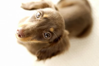 Free Wallpapers   Free Animal Wallpapers   Miniature Dachshund ...