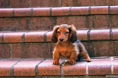 Free Wallpapers   Free Animal Wallpapers   Miniature Dachshund 2 ...