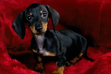 Dachshund Black 1920x1200 Wallpapers,Dachshund 1920x1200 ...