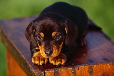 Free Wallpapers Dachshund Black Puppy