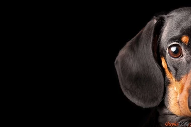 Funny Dachshund. Watch Free Chic Backgrounds Adult Dogs And ...