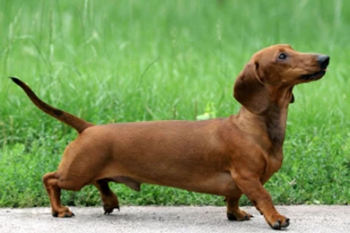 Pictures Of Wiener Dogs   Wallpapers HD Fine