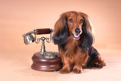 Dachshund By An Old Phone Wallpapers   Free Wide HD Wallpapers