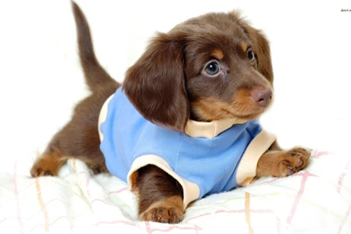 Dachshund Puppy In A Sweater Wallpapers   Animal Wallpapers