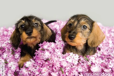 Puppies! Free Modern Dog Wallpapers