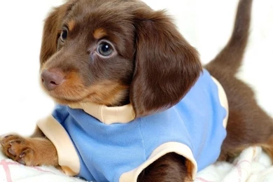 Dog Wallpapers For Ipad   The Dog Wallpapers   Best The Dog Wallpapers