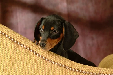 Dachshund Black 1920x1200 Wallpapers,Dachshund 1920x1200 ...