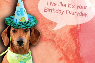 Birthday Week: Free Dachshund B day Desktop Wallpapers