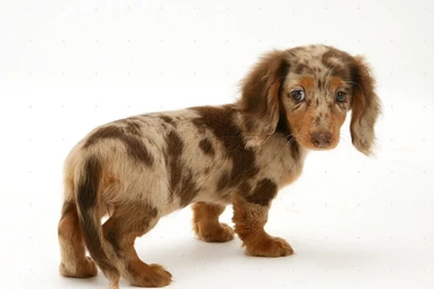 Dogs: Cute Puppy Dachshund Doxi Pet Dog Wiener Free Desktop ...