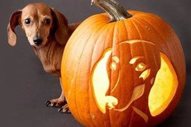 Dachshund Wallpapers HD Download