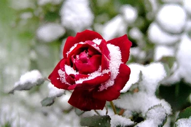 Free Wallpicz: Wallpapers Desktop Rose Flower