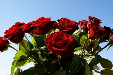 Wallpapers Roses Flowers   Wallpapers Cave