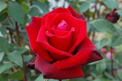 Rose Flowers Pictures Gallery   HD Wallpapers Pretty