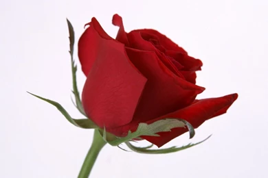 Flowers For Beautiful Rose Flower Wallpapers For Desktop