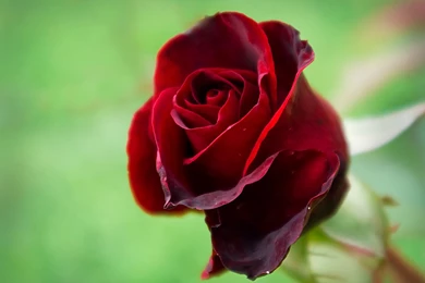 Beautiful Red Rose Wallpapers 26449
