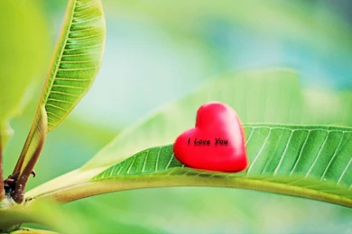 Collection Love Wallpapers • NgepLuk.com