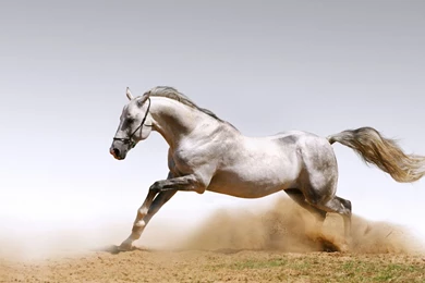 Beautiful_animal_running_white_horse_wallpaper_hd_12.jpg