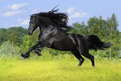 1027 Horse HD Wallpapers