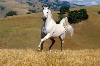 White Horse HD PC Wallpapers 7.jpg