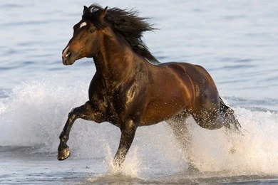 Horse Wallpapers   Wallpapers HD Fine