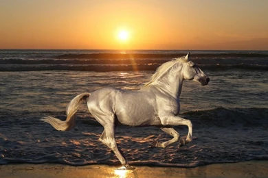 Running Horse HD Wallpapers