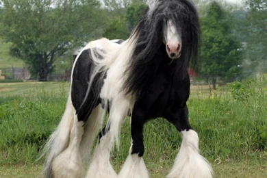Hairly Horse HD Wallpapers Collection.jpg