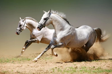 Gallery For   Arabian Horse Wallpapers Desktop