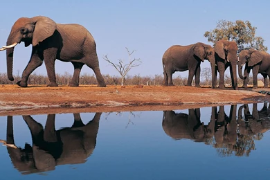 Desktop baby cartoon elephant pictures download.jpg