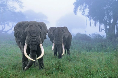 Elephants >> HD Wallpaper, Get It Now!