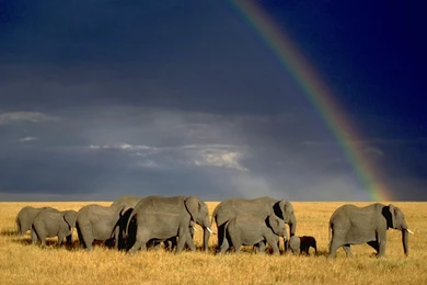 African Landscape Of African Elephants