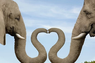 Two Elephants Wallpapers And Images   Wallpapers, Pictures, Photos