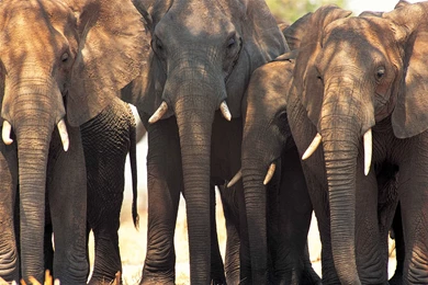 Elephants Wallpapers