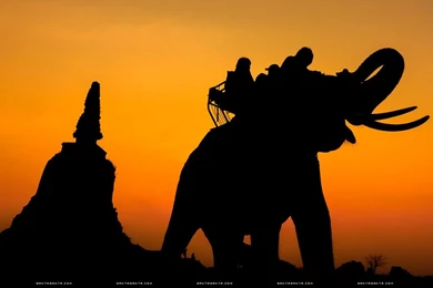 Elephants Wallpapers