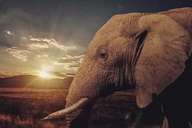 Elephants Wallpapers Page 4: Elephant Zebra Cool Picture Free ...