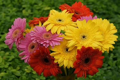 Flower, Field, Dog, Photo (