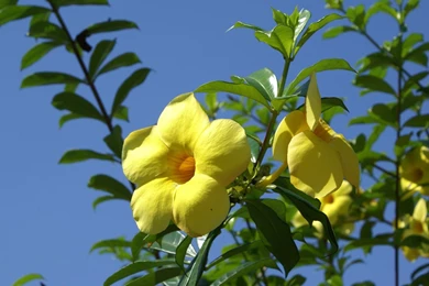 Desktop Widescreen Wallpaper Backgrounds   Newwallpapershits.com