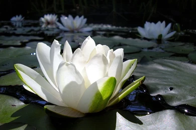 Water Lily Wallpapers And Images   Wallpapers, Pictures, Photos