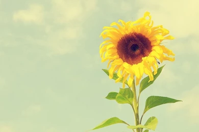 Elegant Flower Photography : Dreamy Sweet Wildflowers Widescreen ...