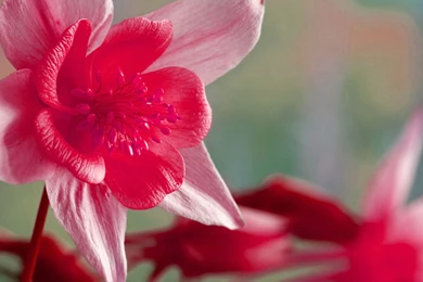 Valentine Day HD Wallpapers 91