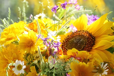 Hd Images, Natural, Photos, Widescreen, Download Wallpaper, Free ...