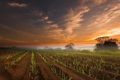 Neat Rows Of Young Corn Seedlings Wallpapers And Images ...