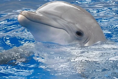 Cute Dolphins Animals Windows 8 Theme