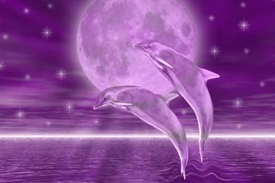 Wonderful Dolphins HD Live Wallpapers In Google Play Store