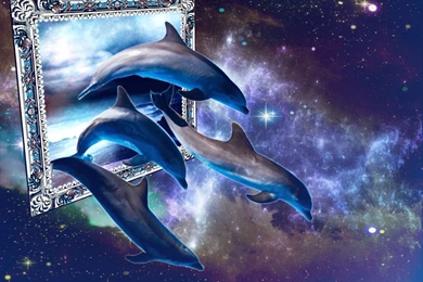 185 Delfin HD Wallpapers