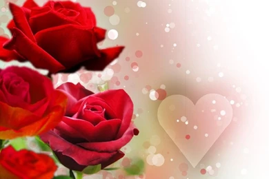 Roses Backgrounds By ShalomR On DeviantArt