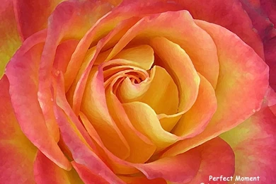 Rose Backgrounds Wallpapers