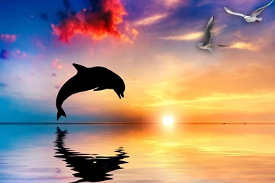 Dolphin Wallpapers HD Pictures