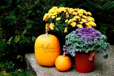 Halloween Wallpapers And Screensavers Wallpapers   132500