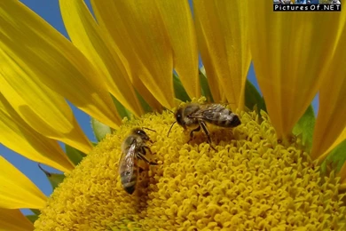 Animal Screensavers, Wallpapers