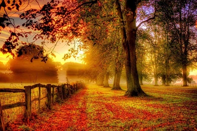 Free Nature Wallpapers With Colorful Autumn Forest